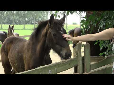 Boeren van Dordt delen hun passie tijdens open dag