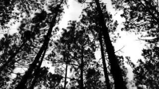 Joe Satriani - Wind in the Trees