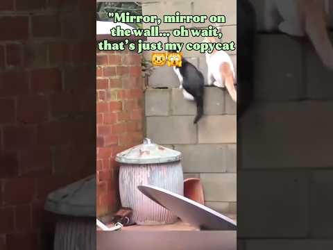 Mirror, mirror on the wall… oh wait, that’s just my copycat 😼🙀 #cat #twins