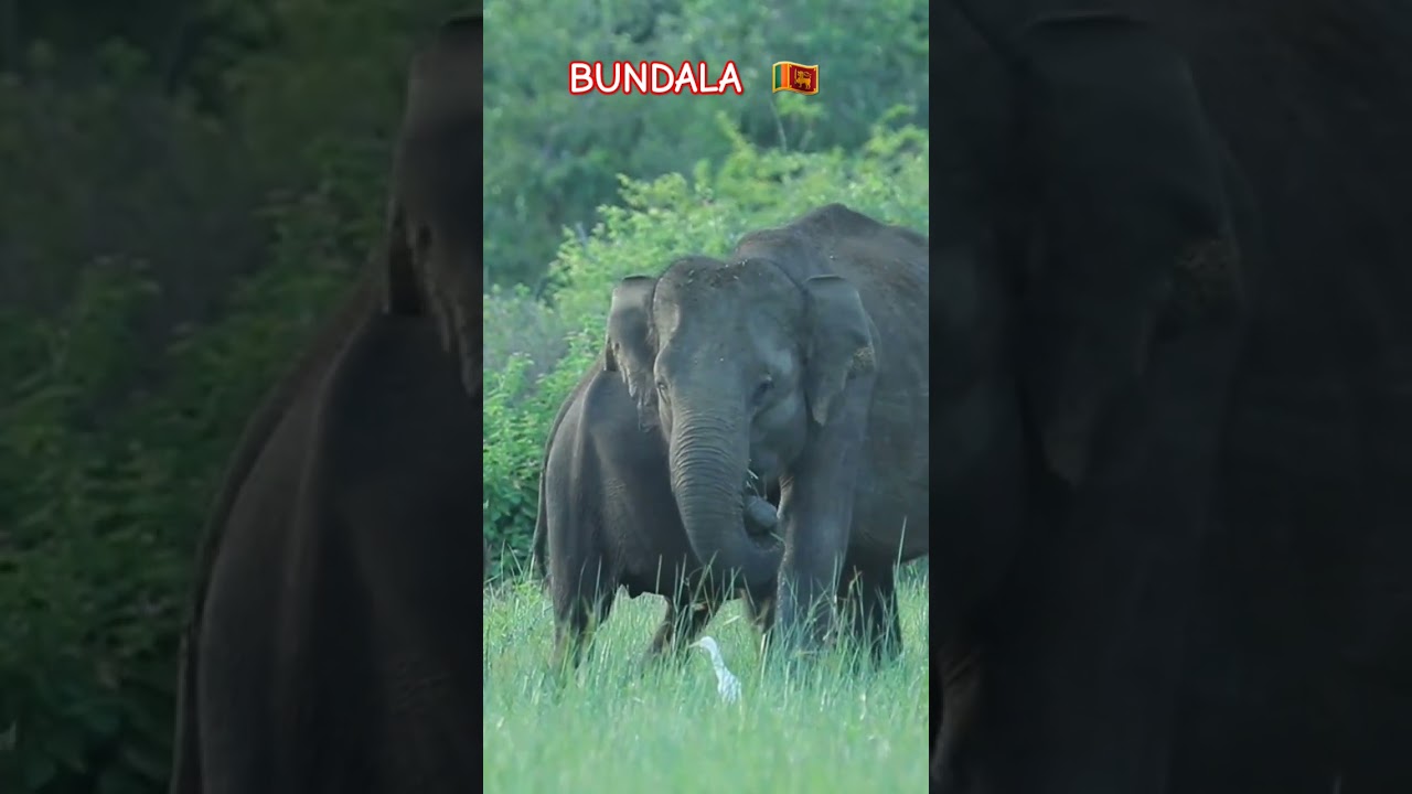 YouTube Short thumbnail