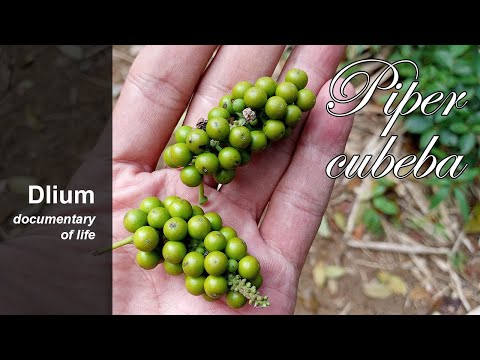 Cubeb (Piper cubeba) - part 2
