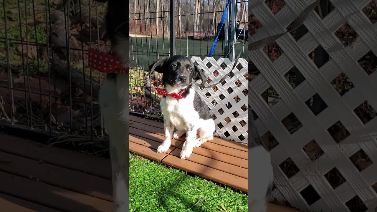 Enlarge Cera, a Adoptable mixed breed in Blairstown, NJ video 6/6