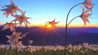 ЗДРАВСТВУЙ, НОВЫЙ ДЕНЬ! (ПОЗИТИВНОЕ НАСТРОЕНИЕ) Free Spirit by Omar Akram