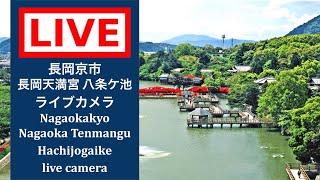 長岡天満宮 八条ケ池