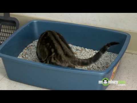 Cat Behavior - Litter Box Problems