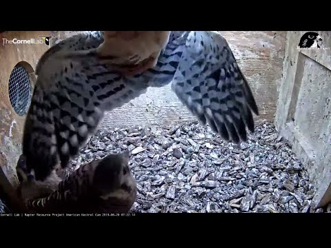 Kestrel Chicks Practice Clinging To Nest Box Walls – June 20, 2019