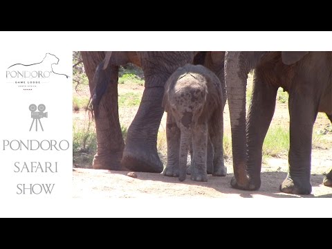 Tiny elephant calf during safari
