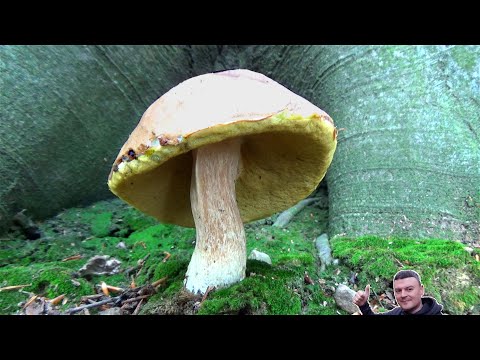 Vrganj - Šeširko  ❤️❤️❤️