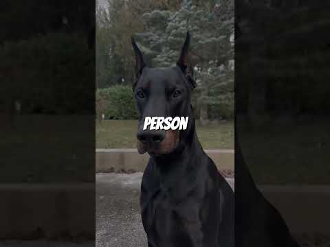 The Doberman: Where Loyalty Meets Intelligence