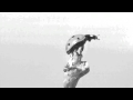 I'll Fly Away 1