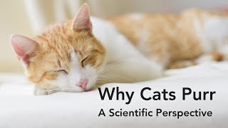 Why Cats Purr - A Scientific Perspective (with adorable sounds)