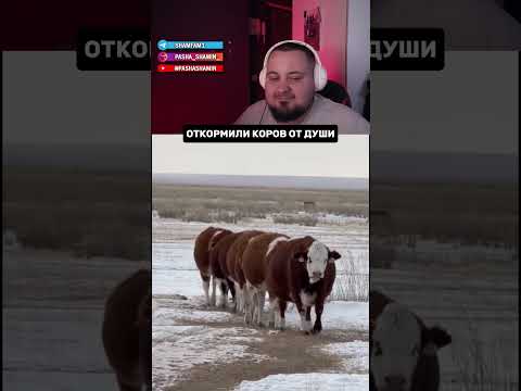 Когда коровы весят как машина #funnyvideos #cow #shorts