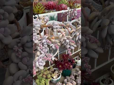 ラベンダー 植物