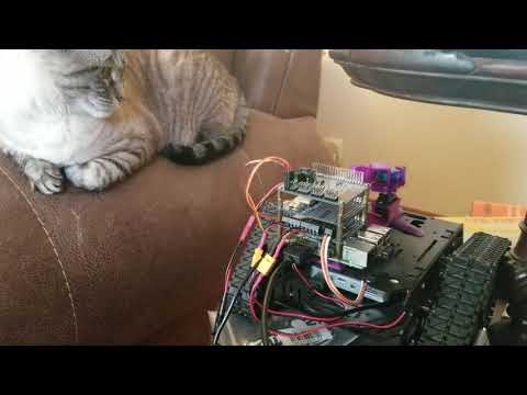 Area cat considers killing thing (See Description For Full Report)