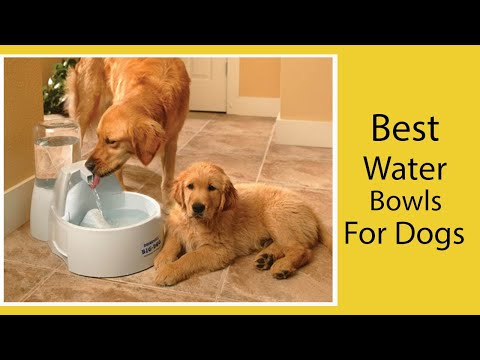 Best Dog Water Bowls [2021] || Best Pet Water Bowls
