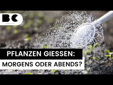 Morgens oder abends? Zu dieser Uhrzeit sollten Sie Ihre Pflanzen gießen!