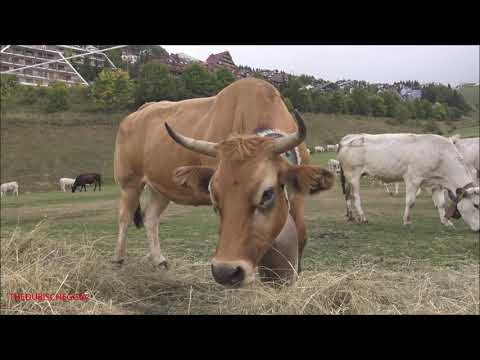 MUCCHE CON CAMPANACCI CHE MANGIANO IL FIENO A PRATO NEVOSO.  (CN) DOM. 19 - 9 - 2021.