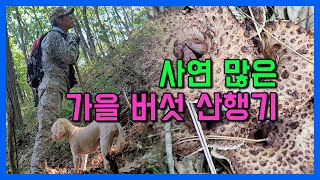 능이버섯을발견하긴했는데...시골살이의 재미 가을버섯산행