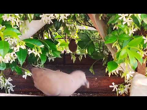 Uccellini domestici e bellissimo in italia