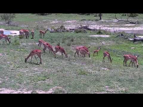 Djuma: Impala herd with many young ones - 11:03 - 11/28/21