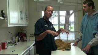 Hair loss and Itching in a Cat