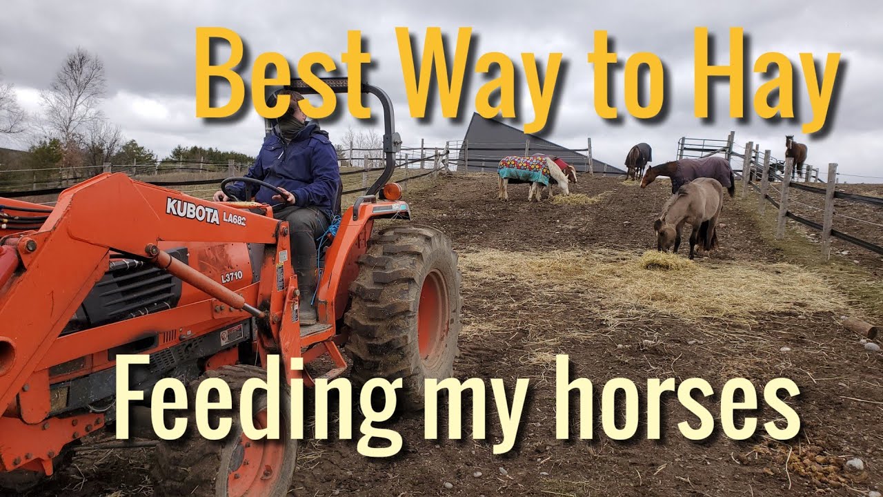 Feeding hay this way is healthier for the horses