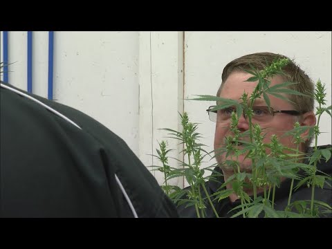 Entering a new frontier as industrial hemp production resumes