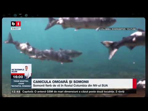 CANICULA OMOARA SI SOMONII_Stiri B1_29 iulie 2021