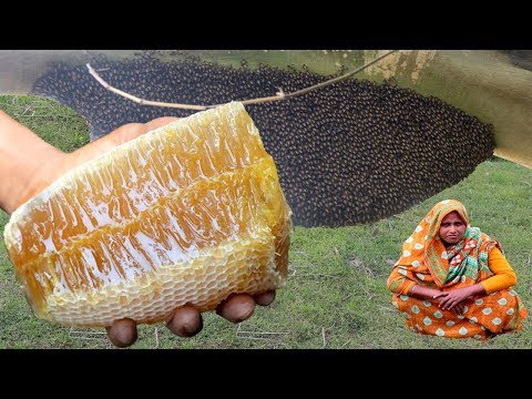 download lagu mp3 mp4 Honey And Honeycomb, download lagu Honey And Honeycomb gratis, unduh video klip Honey And Honeycomb