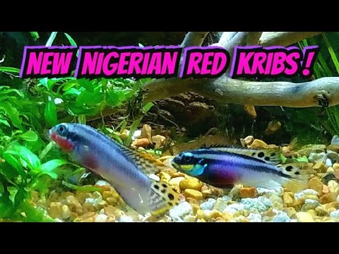 download lagu mp3 mp4 Pelvicachromis Taeniatus Nigerian Red, download lagu Pelvicachromis Taeniatus Nigerian Red gratis, unduh video klip Pelvicachromis Taeniatus Nigerian Red