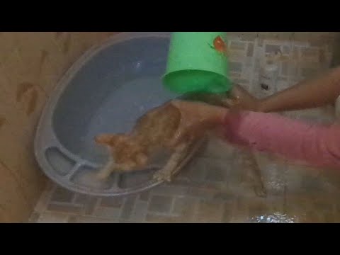 How to bathe cats with Pantene Shampoo