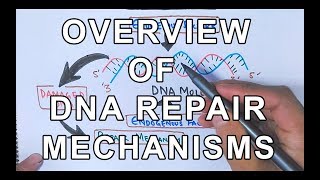Overview of DNA Repair Mechanisms