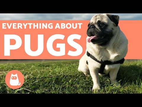 Everything You Need to Know About Pugs - Characteristics and Care