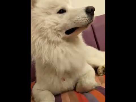 funniest animal videos of 2022 - funny golden retriever btdogs and cutest golden puppies  V.18420 #