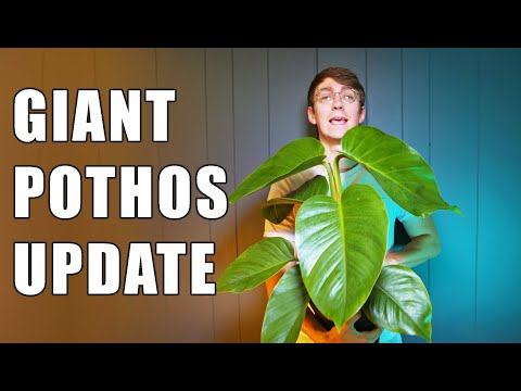 My GIANT POTHOS Keeps Getting BIGGER! ( 1 Year Update )