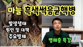 마늘농사 골칫덩이 흑색썩음균핵병의 모든것 발생생태 원인 및 대책 병해충 특강