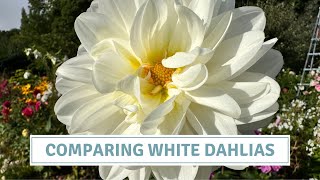 Dahlia Tour of All The White Dahlia Flowers In My Garden // Cottoverdi