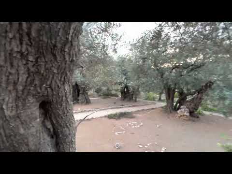 Grădina Ghetsimani - locul unde Mântuitorul se roagă cu picături de sânge și este prins de cei răi.