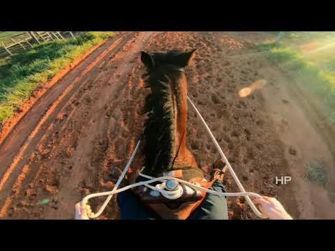 How To Get Your Horse To actually STOP When You Tell Him To!