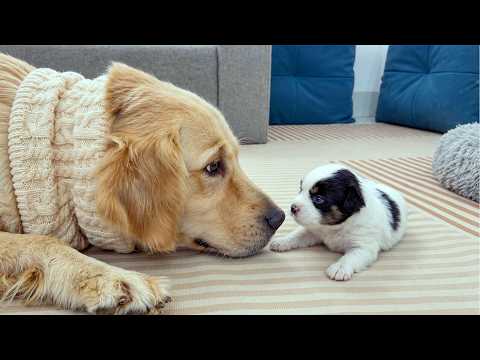 YouTube 썸네일