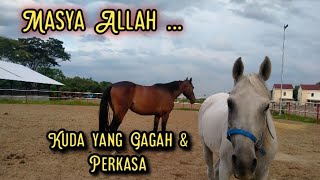Download lagu Kuda-Kuda Perkasa Stable Joko Tingkir Temboro mp3 Download lagu Kuda-Kuda Perkasa Stable Joko Tingkir Temboro mp3