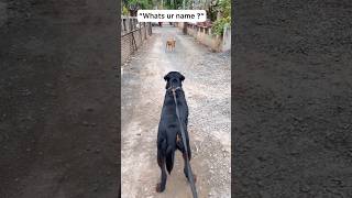 Download lagu fuck you tony 😂😂 mp3