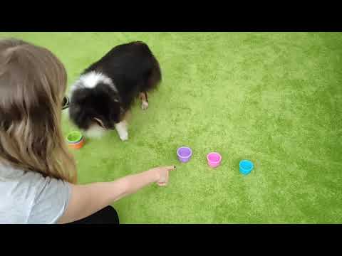 Stacking cups dog trick training 🐾