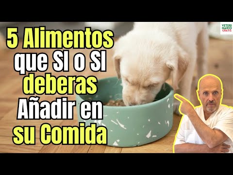 🐾 5 NATURAL FOODS YOU SHOULD INCLUDE IN YOUR DOG'S FOOD. Improve their health right from the plate!🥕