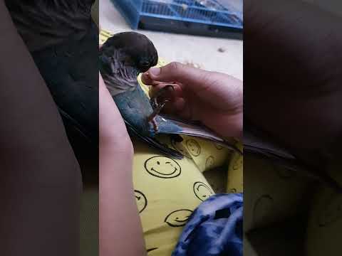 greenu 's feeding time...