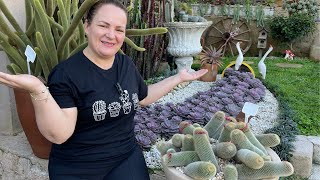 Suculentas ao Longo do Tempo: Um Vídeo Comparativo