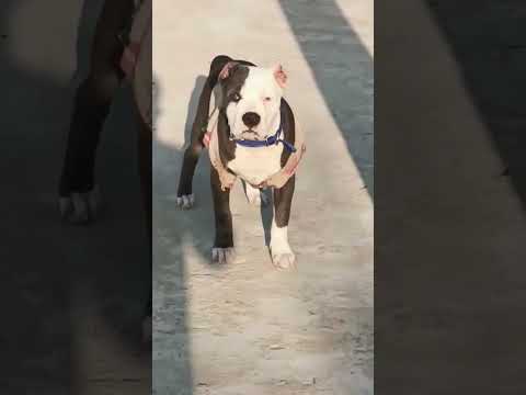 American bully puppy 3 month sultan son import line #shortvideo #trending #trending #tauseef #taus
