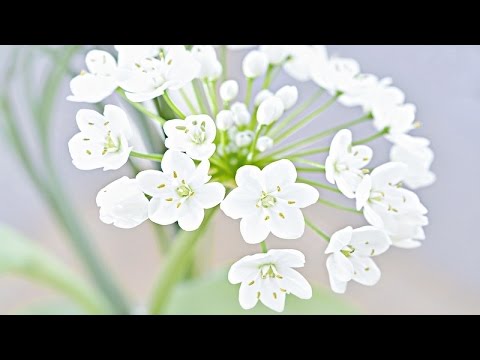 Beautiful Spring Music – Spring Snow [2 Hour Version]