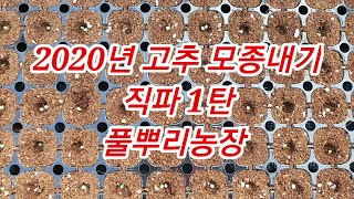 [고추재배방법] 고추 모종내기 직파 1탄 2020년 모종내는 방법