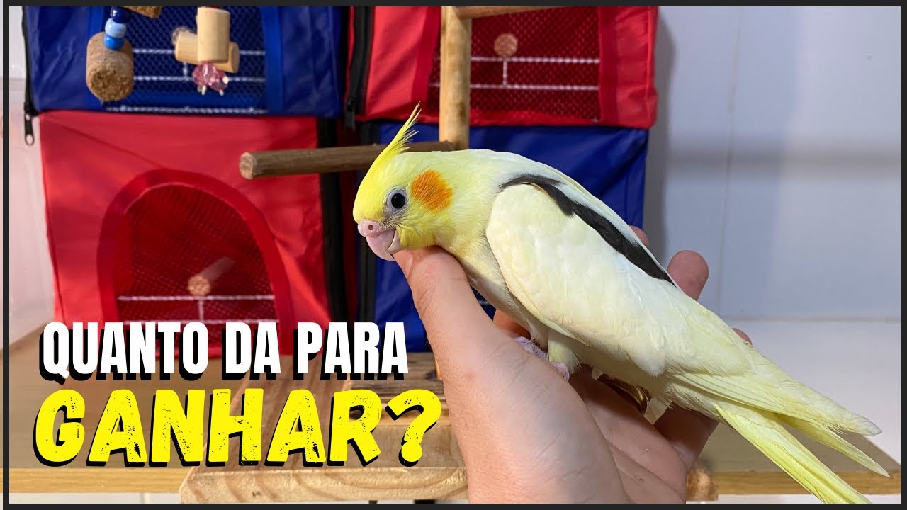 QUANTO DINHEIRO 3 CASAIS DE CALOPSITAS PODEM ME RENDER ?